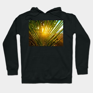 Sunlight Through Palm Tree Hoodie